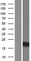 KRTAP9-2 Protein - Western validation with an anti-DDK antibody * L: Control HEK293 lysate R: Over-expression lysate