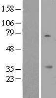 KSP32 / MIOX Protein - Western validation with an anti-DDK antibody * L: Control HEK293 lysate R: Over-expression lysate