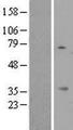 KSP32 / MIOX Protein - Western validation with an anti-DDK antibody * L: Control HEK293 lysate R: Over-expression lysate