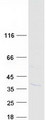 KSP32 / MIOX Protein - Purified recombinant protein MIOX was analyzed by SDS-PAGE gel and Coomassie Blue Staining