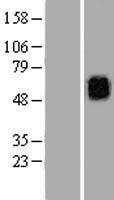 Kv10.1 / KCNG3 Protein - Western validation with an anti-DDK antibody * L: Control HEK293 lysate R: Over-expression lysate