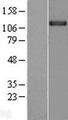 Kv10.1 / KCNH1 Protein - Western validation with an anti-DDK antibody * L: Control HEK293 lysate R: Over-expression lysate