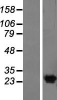 KV6.4 / KCNG4 Protein - Western validation with an anti-DDK antibody * L: Control HEK293 lysate R: Over-expression lysate