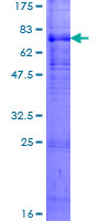 KX / XK Protein - 12.5% SDS-PAGE of human XK stained with Coomassie Blue
