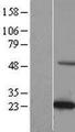 KXD1 / C19orf50 Protein - Western validation with an anti-DDK antibody * L: Control HEK293 lysate R: Over-expression lysate