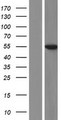 KYNU Protein - Western validation with an anti-DDK antibody * L: Control HEK293 lysate R: Over-expression lysate