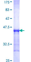 KYNU Protein - 12.5% SDS-PAGE Stained with Coomassie Blue.