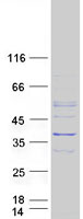 KYNU Protein - Purified recombinant protein KYNU was analyzed by SDS-PAGE gel and Coomassie Blue Staining