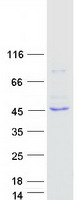 L2HGDH Protein - Purified recombinant protein L2HGDH was analyzed by SDS-PAGE gel and Coomassie Blue Staining