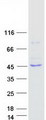 L2HGDH Protein - Purified recombinant protein L2HGDH was analyzed by SDS-PAGE gel and Coomassie Blue Staining