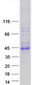 L3 / LASS2 Protein - Purified recombinant protein CERS2 was analyzed by SDS-PAGE gel and Coomassie Blue Staining