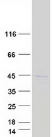 L3 / LASS2 Protein - Purified recombinant protein CERS2 was analyzed by SDS-PAGE gel and Coomassie Blue Staining