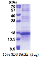 L35A / RPL35A Protein