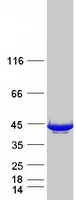 L3HYPDH / C14orf149 Protein - Purified recombinant protein L3HYPDH was analyzed by SDS-PAGE gel and Coomassie Blue Staining