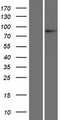 L3MBTL1 Protein - Western validation with an anti-DDK antibody * L: Control HEK293 lysate R: Over-expression lysate