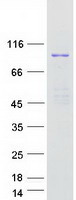 L3MBTL2 Protein - Purified recombinant protein L3MBTL2 was analyzed by SDS-PAGE gel and Coomassie Blue Staining