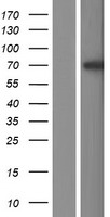 L3MBTL4 Protein - Western validation with an anti-DDK antibody * L: Control HEK293 lysate R: Over-expression lysate