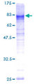 L3MBTL4 Protein - 12.5% SDS-PAGE of human L3MBTL4 stained with Coomassie Blue