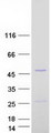 LACC1 Protein - Purified recombinant protein LACC1 was analyzed by SDS-PAGE gel and Coomassie Blue Staining
