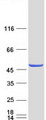 LACC1 Protein - Purified recombinant protein LACC1 was analyzed by SDS-PAGE gel and Coomassie Blue Staining