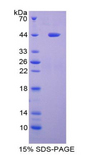 LACRT Protein - Recombinant Lacritin By SDS-PAGE