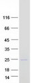 LACRT Protein - Purified recombinant protein LACRT was analyzed by SDS-PAGE gel and Coomassie Blue Staining