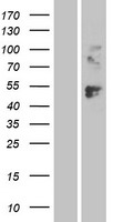 LAG3 Protein - Western validation with an anti-DDK antibody * L: Control HEK293 lysate R: Over-expression lysate