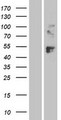 LAG3 Protein - Western validation with an anti-DDK antibody * L: Control HEK293 lysate R: Over-expression lysate
