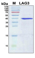 LAG3 Protein - SDS-PAGE under reducing conditions and visualized by Coomassie blue staining
