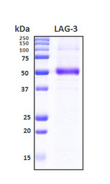 LAG3 Protein - SDS-PAGE under reducing conditions and visualized by Coomassie blue staining