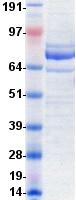 LAG3 Protein