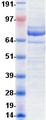 LAG3 Protein