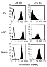 LAG3 Protein - Binding of LAG-3 (human):Fc (human) (rec.) and EBV-transformed B-cells are incubated with either an anti-MHC class II MAb (10 ug/ml) or LAG-3 (human):Fc (human) (rec.) (10 ug/ml) for 30 minutes. at 4°C in PBS/1% BSA. The cells are then stained for 30 minutes. at 4°C with FITC-labeled goat anti-human Fc antibodies.