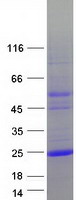 LAGE3 Protein - Purified recombinant protein LAGE3 was analyzed by SDS-PAGE gel and Coomassie Blue Staining