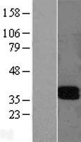 LAIR1 / CD305 Protein - Western validation with an anti-DDK antibody * L: Control HEK293 lysate R: Over-expression lysate
