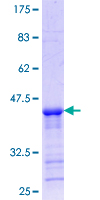 LAIR1 / CD305 Protein - 12.5% SDS-PAGE Stained with Coomassie Blue.
