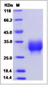 LAIR1 / CD305 Protein