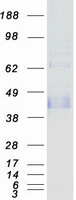 LAIR1 / CD305 Protein - Purified recombinant protein LAIR1 was analyzed by SDS-PAGE gel and Coomassie Blue Staining