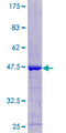 LAIR2 / CD306 Protein - 12.5% SDS-PAGE of human LAIR2 stained with Coomassie Blue