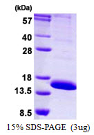 LAIR2 / CD306 Protein