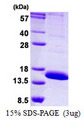 LAIR2 / CD306 Protein