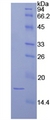 LAMA1 / Laminin Alpha 1 Protein - Recombinant Laminin Alpha 1 By SDS-PAGE