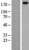 LAMA3 / Laminin Alpha 3 Protein - Western validation with an anti-DDK antibody * L: Control HEK293 lysate R: Over-expression lysate