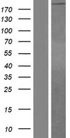 LAMA4 / Laminin Alpha 4 Protein - Western validation with an anti-DDK antibody * L: Control HEK293 lysate R: Over-expression lysate