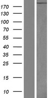 LAMA4 / Laminin Alpha 4 Protein - Western validation with an anti-DDK antibody * L: Control HEK293 lysate R: Over-expression lysate