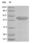 LAMB1 / Laminin Beta 1 Protein - (Tris-Glycine gel) Discontinuous SDS-PAGE (reduced) with 5% enrichment gel and 15% separation gel.
