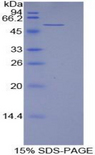 LAMB1 / Laminin Beta 1 Protein - Recombinant Laminin Beta 1 (LAMb1) by SDS-PAGE