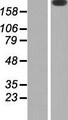 LAMB2 / Laminin Beta 2 Protein - Western validation with an anti-DDK antibody * L: Control HEK293 lysate R: Over-expression lysate