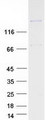 LAMB2 / Laminin Beta 2 Protein - Purified recombinant protein LAMB2 was analyzed by SDS-PAGE gel and Coomassie Blue Staining