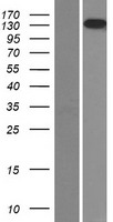 LAMB3 / Laminin Beta 3 Protein - Western validation with an anti-DDK antibody * L: Control HEK293 lysate R: Over-expression lysate